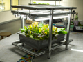 Mini hydroponics shelf